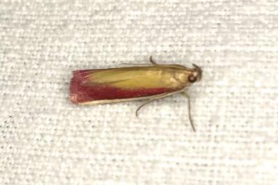 <i>Oncocera semirubella</i>