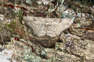 <i>Peribatodes rhomboidaria</i>