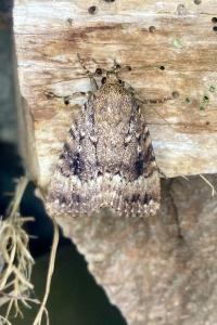 <i>Amphipyra pyramidea</i>