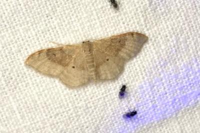 <i>Idaea degeneraria</i>