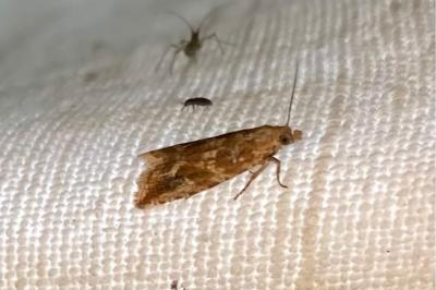 <i>Bactra furfurana</i>