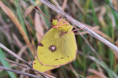 <i>Colias crocea</i>