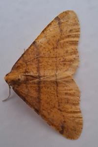 <i>Phigaliohybernia aurantiaria</i>