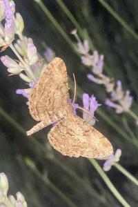 <i>Peribatodes rhomboidaria</i>