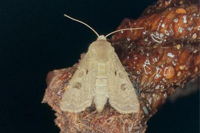 <i>Agrotis exclamationis</i>