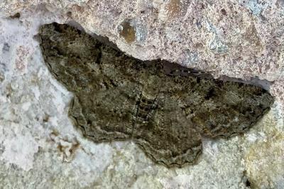 <i>Peribatodes rhomboidaria</i>
