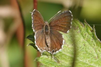<i>Cacyreus marshalli</i>