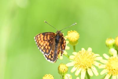 <i>Melitaea athalia</i>