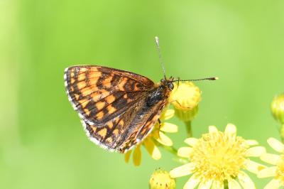 <i>Melitaea athalia</i>