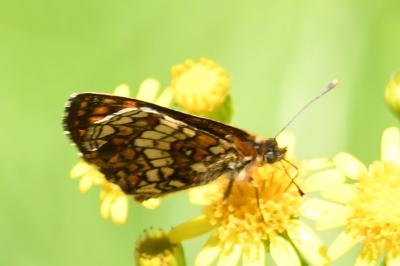 <i>Melitaea athalia</i>