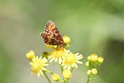 <i>Melitaea athalia</i>