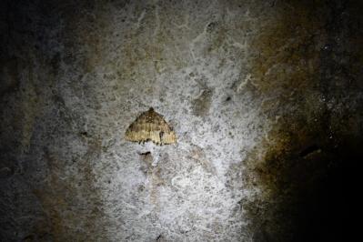 <i>Triphosa dubitata</i>