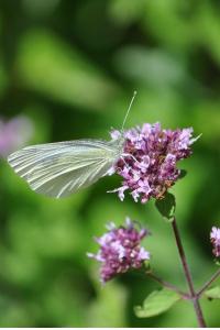 <i>Pieris rapae/mannii</i>