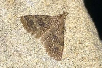 <i>Alucita hexadactyla</i>