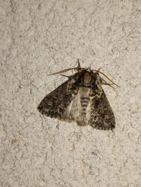 <i>Polyploca ridens</i>