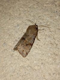 <i>Orthosia incerta</i>