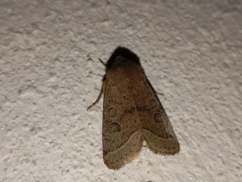 <i>Orthosia cerasi</i>