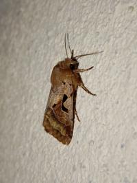 <i>Orthosia gothica</i>
