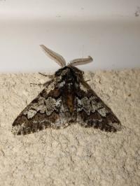 <i>Biston strataria</i>