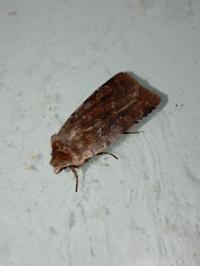 <i>Cerastis rubricosa</i>