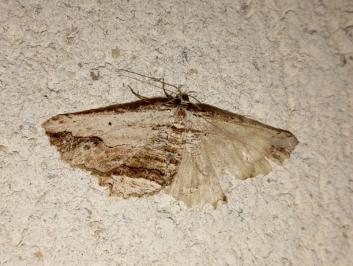 <i>Menophra abruptaria</i>