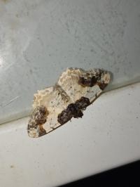 <i>Ligdia adustata</i>