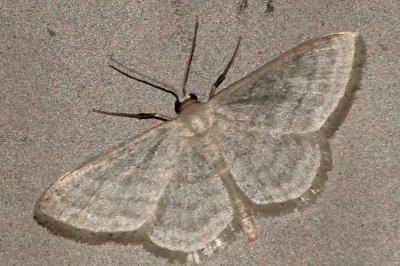 <i>Idaea subsericeata</i>