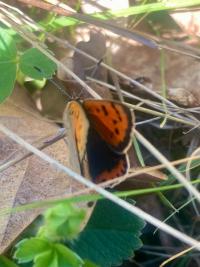<i>Lycaena phlaeas</i>