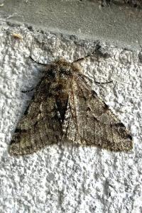 <i>Lycia hirtaria</i>