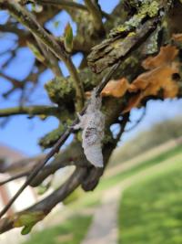 <i>Calliteara pudibunda</i>
