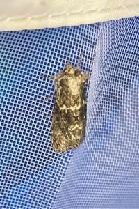 <i>Polyploca ridens</i>