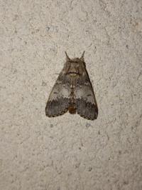 <i>Drymonia ruficornis</i>