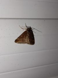 <i>Pyrausta despicata</i>