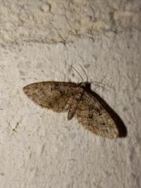 <i>Eupithecia abbreviata</i>