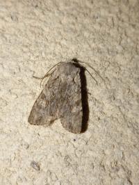 <i>Lithophane ornitopus</i>