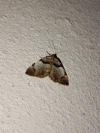 <i>Anticlea derivata</i>