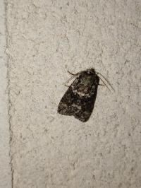 <i>Polyploca ridens</i>