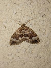 <i>Lampropteryx suffumata</i>