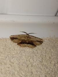 <i>Menophra abruptaria</i>