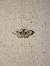 <i>Cilix glaucata</i>