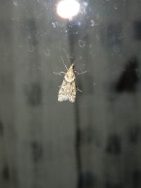 <i>Eudonia angustea</i>
