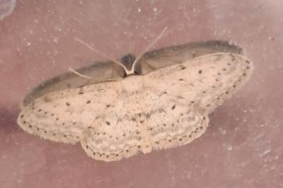 <i>Idaea seriata</i>