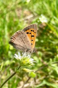 <i>Lycaena phlaeas</i>