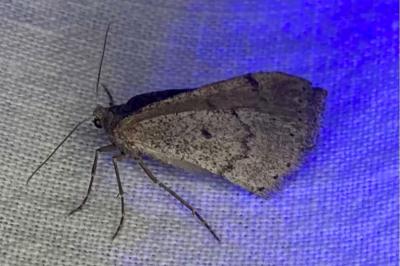 <i>Aleucis distinctata</i>