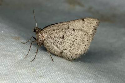 <i>Aleucis distinctata</i>