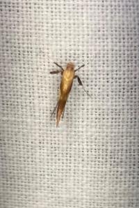 <i>Caloptilia robustella</i>