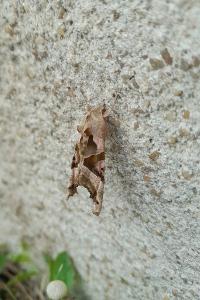 <i>Phlogophora meticulosa</i>
