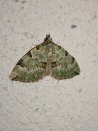 <i>Colostygia pectinataria</i>