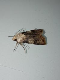 <i>Agrotis puta</i>