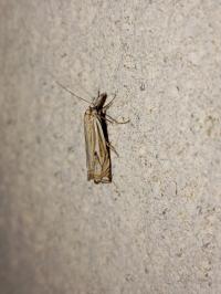 <i>Crambus lathoniellus</i>